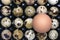 A photo from above of small uncooked quail eggs and chicken egg An overhead photo of quail eggs, Easter rustic background. I like