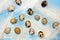 A photo from above of small uncooked quail eggs and white feathers on the blue table. An overhead photo of quail eggs, rustic East