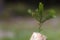 Photo of the abstract stub in the nature with blurred dark background. Old tree stump. Dry dead snag with a pine tree branch on i