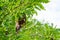 Photo acacia tree with seeds in pods.