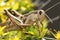 photo of Acanthacris Ruficornis, more commonly known as the Brown-headed Bird Grasshopper, among the leaves of a Variegated Abel