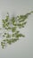 photo of Adiantum capillus-veneris tanaman plant