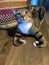 A photo of an adorable kitten sitting on the kitchen floor in a funny position staring at the camera