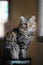 Photo of adorable main coon cat sitting on table over orderly living room as background.