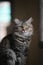 Photo of adorable main coon cat sitting on table over orderly living room as background.