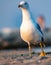 Photo of adult seagull walking at the beach taken up front