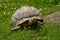 Photo of an African Spur-thighed Tortoise