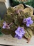 Photo of African violet or Saintpaulia flower