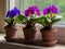 photo African violets on the windowsill decorating