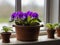 photo African violets on the windowsill decorating