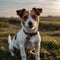 A photo of an amazingly cute, funny and charming Jack Russell Terrier dog on a beautiful background.