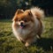 A photo of an amazingly cute, funny and charming pomeranian against a background of green vegetation.