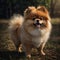 A photo of an amazingly cute, funny and charming pomeranian against a background of green vegetation.