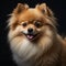 A photo of an amazingly cute, funny and charming pomeranian on a black background.