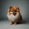 A photo of an amazingly cute, funny and charming pomeranian on a gray background.