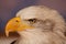 Photo of an American Bald Eagle