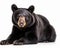 photo of American black bear Ursus americanus isolated on white background. Generative AI