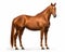 photo of American Saddlebred horse isolated on white background. Generative AI
