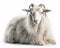 photo of Angora goat isolated on white background. Generative AI