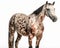 photo of Appaloosa isolated on white background. Generative AI