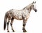 photo of Appaloosa isolated on white background. Generative AI