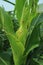 Photo of armyworm & x28;Spodoptera litura& x29; plant pests on corn plants & x28;Zea mays ssp. mays& x29;.