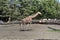 Photo art animal, view of giraffe, educational zoology illustration