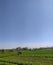 photo of the atmosphere of the rice fields in the morning in the rural area of â€‹â€‹the Cicalengka region