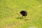 Photo of the Australasian swamphen or pukeko