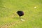 Photo of the Australasian swamphen or pukeko