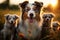 Photo Australian Shepherd dogs, mom and puppies playing in sunset meadow