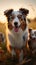 Photo Australian Shepherd dogs, mom and puppies playing in sunset meadow