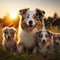 Photo Australian Shepherd dogs, mom and puppies playing in sunset meadow