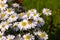 Photo of autumn blooming daisies with a bee. Close-up.