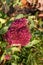 Photo of an autumn blooming red flower. Close-up.