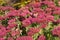 Photo of an autumn blooming red flower. Close-up.