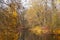 Photo of an autumn landscape. Shore, pond, trees