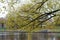 Photo of an autumn willow on the background of a pond.