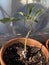 Photo of an Avocado seedling growing outdoors