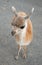 A photo of baby of guanaco