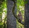 A photo of the back and tail plumage ofan owl in a tree at dawn in Florida. 