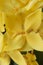 Photo Background yellow Ashoka flowers are blooming