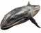 photo of baleen whale isolated on white background. Generative AI