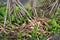 photo of a banyan tree roots Kauai Hawaii with black sand beach