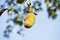 Photo of a Baobab Fruit (Adansonia digitata), â€œMonkey breadâ€, Senegal, horizontal format