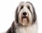 photo of bearded collie isolated on white background. Generative AI