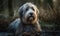 photo of bearded collie sitting in muddy forest. Generative AI