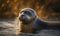photo of bearded seal in water. Generative AI