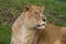 A photo of a beautiful Barbary lioness