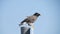 Photo of a beautiful bird sitting on a road sign, Dubai.